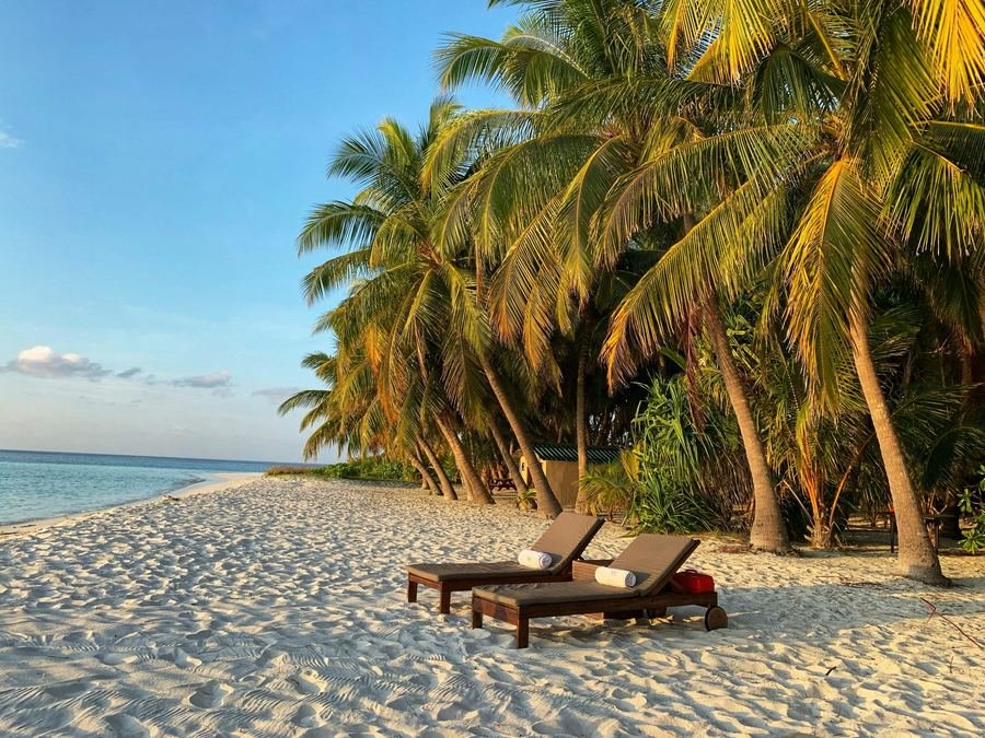 Goa palm-lined beach
