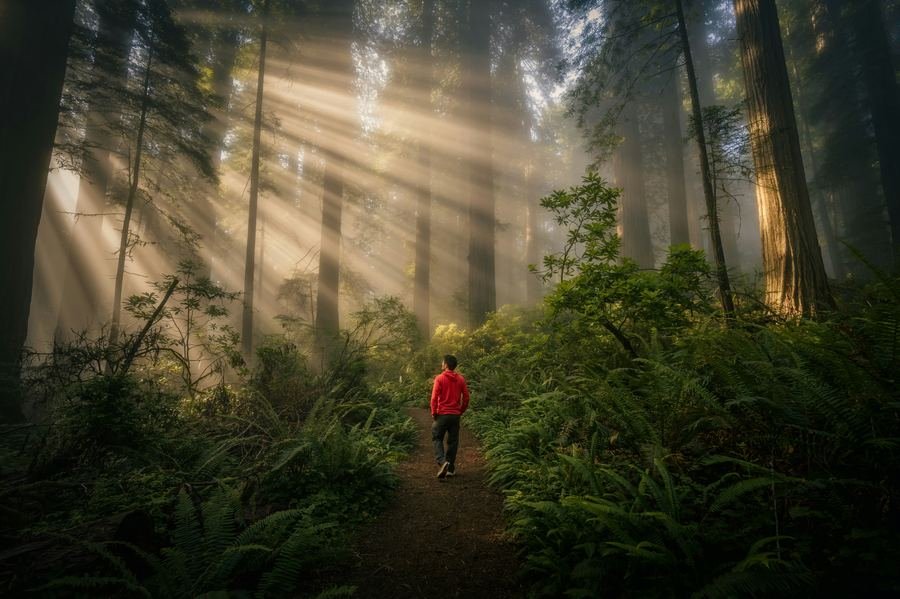 Hiker walking through a sunlit forest